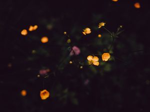 Preview wallpaper flowers, field, dark