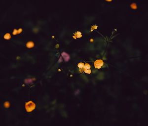 Preview wallpaper flowers, field, dark