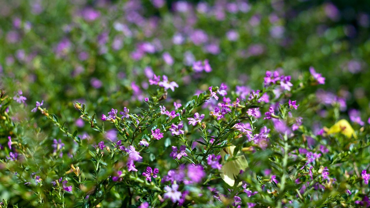 Wallpaper flowers, field, degradation