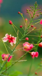 Preview wallpaper flowers, field, drops, dew, herbs