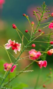 Preview wallpaper flowers, field, drops, dew, herbs