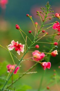 Preview wallpaper flowers, field, drops, dew, herbs