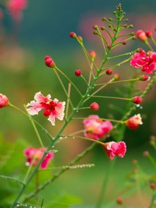 Preview wallpaper flowers, field, drops, dew, herbs