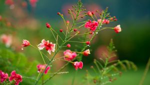 Preview wallpaper flowers, field, drops, dew, herbs