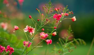 Preview wallpaper flowers, field, drops, dew, herbs