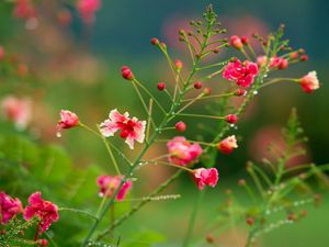 Preview wallpaper flowers, field, drops, dew, herbs