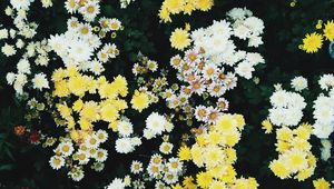 Preview wallpaper flowers, field, flora
