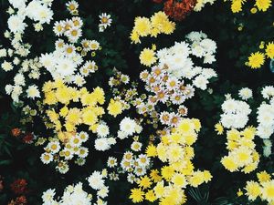 Preview wallpaper flowers, field, flora