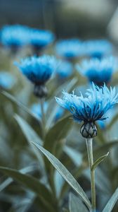 Preview wallpaper flowers, field, flower buds