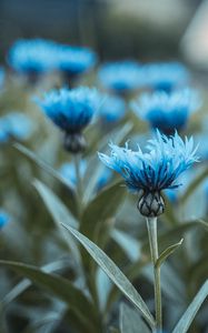 Preview wallpaper flowers, field, flower buds