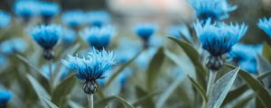 Preview wallpaper flowers, field, flower buds