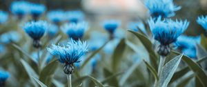 Preview wallpaper flowers, field, flower buds