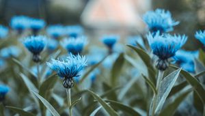 Preview wallpaper flowers, field, flower buds