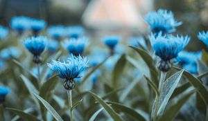 Preview wallpaper flowers, field, flower buds