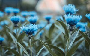 Preview wallpaper flowers, field, flower buds