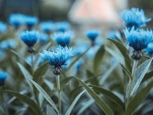 Preview wallpaper flowers, field, flower buds