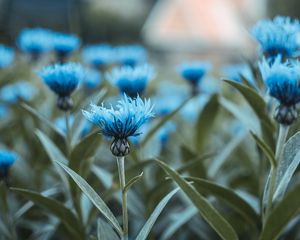 Preview wallpaper flowers, field, flower buds