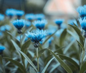 Preview wallpaper flowers, field, flower buds