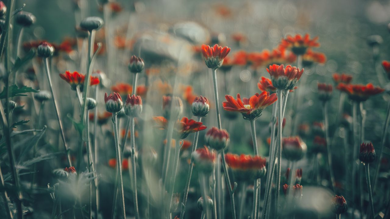 Wallpaper flowers, field, glare