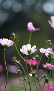 Preview wallpaper flowers, field, glare