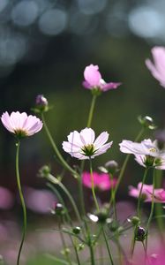 Preview wallpaper flowers, field, glare