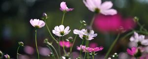 Preview wallpaper flowers, field, glare