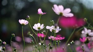 Preview wallpaper flowers, field, glare