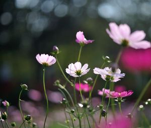 Preview wallpaper flowers, field, glare