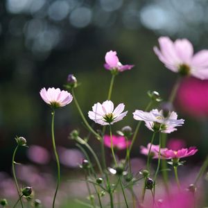 Preview wallpaper flowers, field, glare