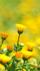 Preview wallpaper flowers, field, glare, blurred, background