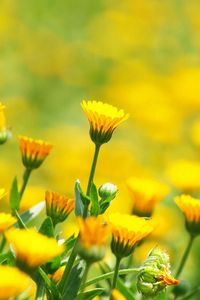 Preview wallpaper flowers, field, glare, blurred, background