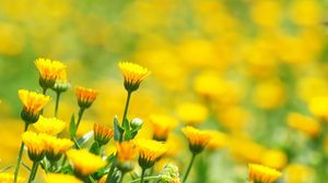 Preview wallpaper flowers, field, glare, blurred, background