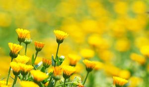 Preview wallpaper flowers, field, glare, blurred, background