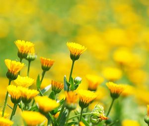 Preview wallpaper flowers, field, glare, blurred, background