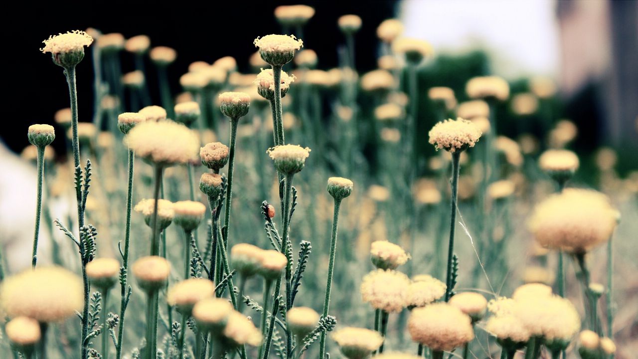 Wallpaper flowers, field, grass, blurred