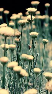 Preview wallpaper flowers, field, grass, blurred