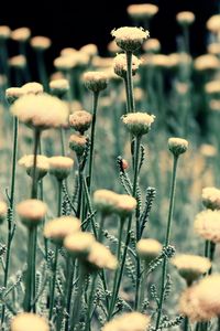 Preview wallpaper flowers, field, grass, blurred