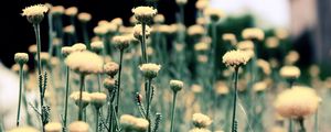 Preview wallpaper flowers, field, grass, blurred