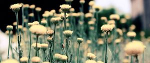 Preview wallpaper flowers, field, grass, blurred