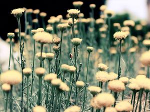 Preview wallpaper flowers, field, grass, blurred