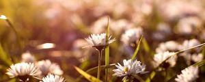 Preview wallpaper flowers, field, grass, reflections