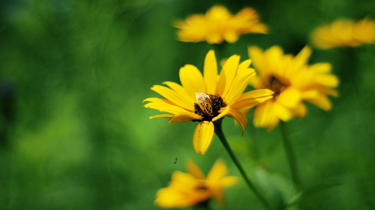 Wallpaper flowers, field, grass, greased