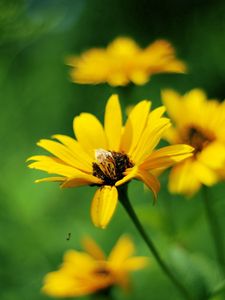 Preview wallpaper flowers, field, grass, greased