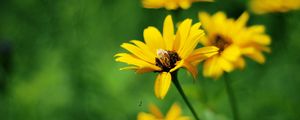 Preview wallpaper flowers, field, grass, greased