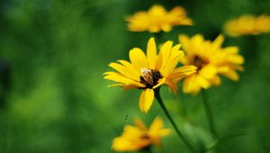 Preview wallpaper flowers, field, grass, greased