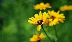 Preview wallpaper flowers, field, grass, greased