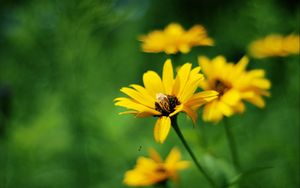 Preview wallpaper flowers, field, grass, greased