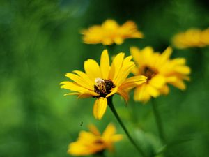 Preview wallpaper flowers, field, grass, greased