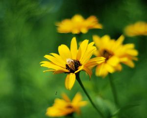 Preview wallpaper flowers, field, grass, greased