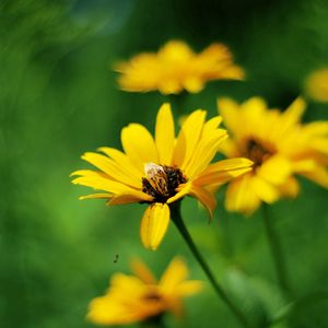 Preview wallpaper flowers, field, grass, greased